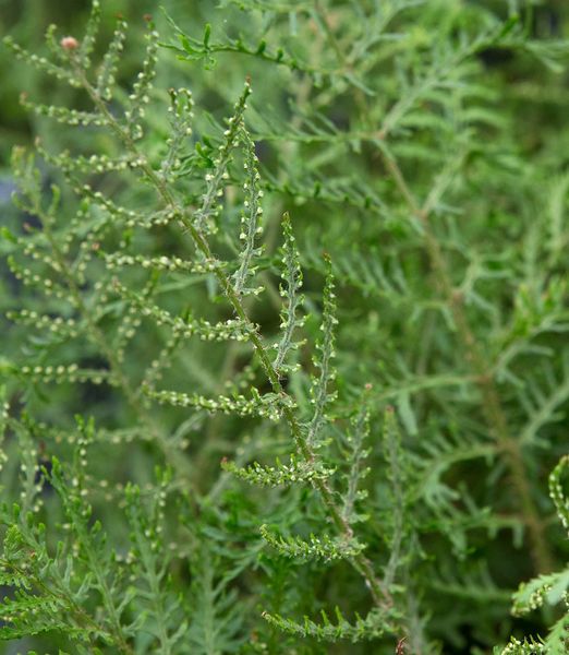Dryopteris filix-mas 'Linearis Polydactyla'